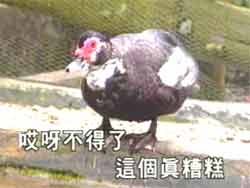 mp4ͯƵȫ׶-Ļ𼦶Ƶ