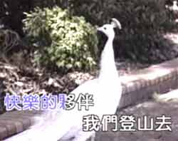 mp4ͯƵȫ׶-Ǹ߶Ƶ